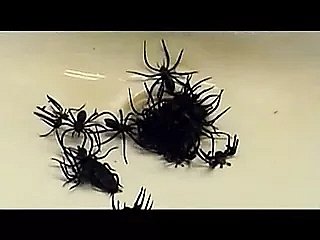 教育起诉